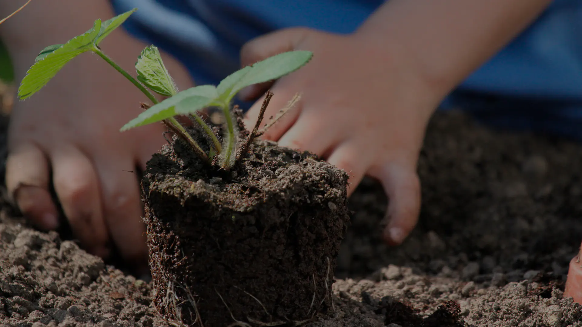 Planta lista para plantarse